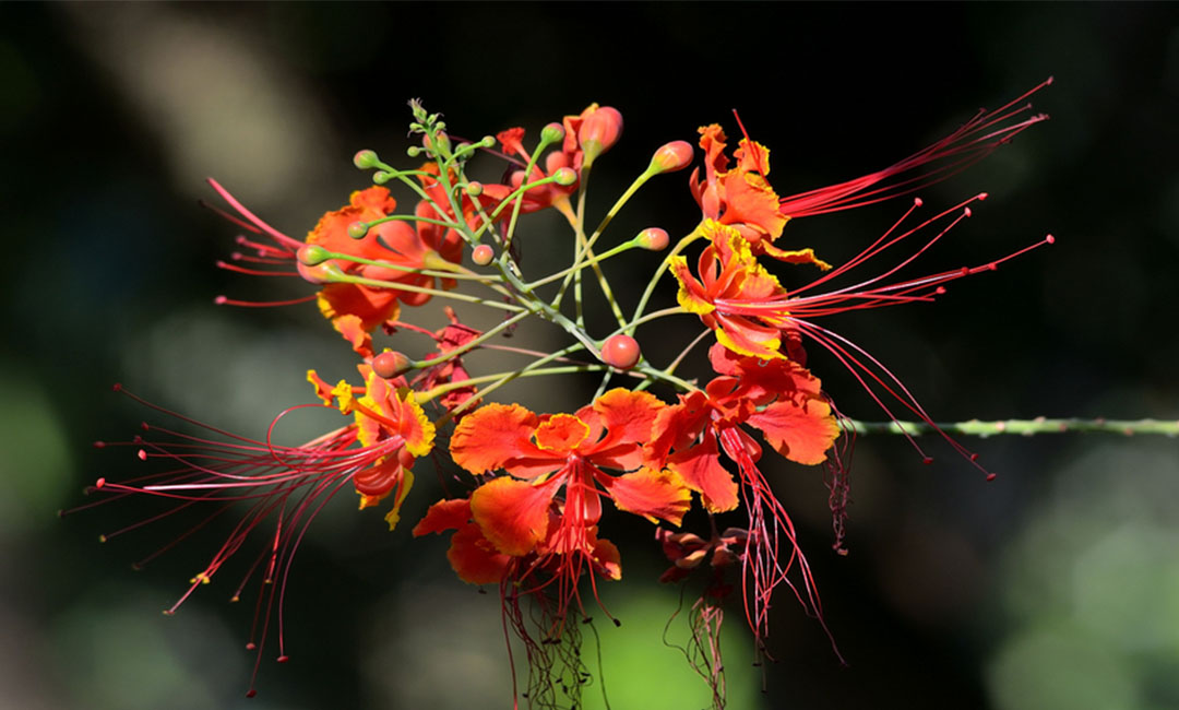 钦州花帮主百科词条创建案例